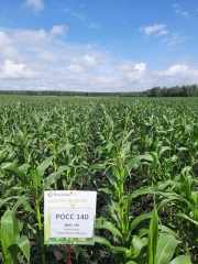 Гибрид кукурузы Росс 140 выращивали в Челябинске